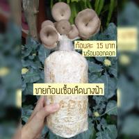 ราคา ก้อนเชื้อเห็ด เชื้อเห็ดนางฟ้า/ภูฏาน เพาะเห็ดนางฟ้า อินทรีย์/ออแกนิก (23257919223)