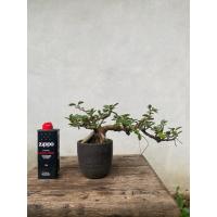 ราคา บอนไซช้อนเงินช้อนทอง Bonsai Peperomia (25545557348)