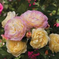 ราคา กุหลาบ สีรุ้ง พันธุ์ Evelyn Rose Seeds กุหลาบอังกฤษ 20 เมล็ด (4568670230)