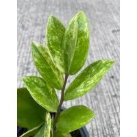 ราคา ต้นกวักมรกตด่าง Zamioculcas zamifolia (24218089628)