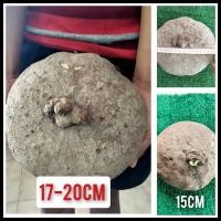 ราคา บัวบกโขด 15,20cm(วัดเส้นกลาง).ให้เลือก เป็นไม้หัวที่พบได้ตามป่าเขามีก้านและใบกลมรูปทรงน่ารัก ไม้โขด หัวบัวบกโขด (8774007506)