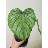 ราคา philodendron mamei หรือ philodendron silver cloud ⚘ (6246877794)