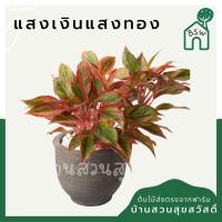 ราคา แสงเงินแสงทอง กระถาง 5-6 นิ้ว (16857209412)