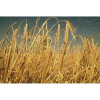 ราคา เมล็ด ข้าวบาร์เลย์ - Barley Rice (135831962)