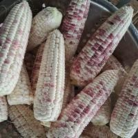 ราคา 40 เมล็ด ข้าวโพด ข้าวสาลี คง โพด Corn Maize Seeds สายพันธุ์ ข้าวโพดลูกผสม แบล็คเบอร์รี่ (41922780662)