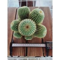 ราคา Sale⏰กระบองทอง ฟอร์มกอ ขนาด 10-13 cm. (7153847656)