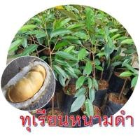 ราคา ต้นทุเรียนหนามดำ หรือโอวฉี่ ต้นพันธุ์แบบเสียบยอด ขนาดต้นพันธุ์ 60-70cm.(1ต้น) (7901685838)