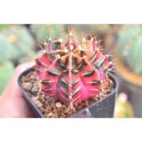 ราคา แคคตัส ยิมโนด่าง ด่างสวยมาก ยิมโนคาไลเซียม(Gymnocalycium) (18644395083)