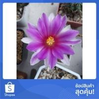 ราคา Cake Cactus Farm : กระบองเพชร Mammillaria schumanni แมมชูแมน ดอกชมพู (2039104607)
