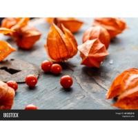 ราคา ต้นพันธุ์ โทงเทงฝรั่ง สีแดง พร้อมปลูกในถุงดำ 29บาท เคพกูสเบอรี่ Red Cape Gooseberry (24843143883)