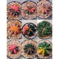 ราคา ต้นแคคตัส ยิมโน ไม้ด่าง ไม้เมล็ด Gymnocalycium Mihanovincii LB2178 LB​hybrid (9266962802)