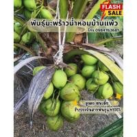 ราคา มะพร้าวน้ำหอมต้นเตี้ยสายพันธุ์บ้านแพ้วแท้100%(เจ้าของสวนขายเอง)30-40เซน (42675341530)