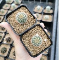 ราคา แมมโคลัมเบียน่า ดอกชมพู ''Mammillaria columbiana'' แคคตัส Cactus ไม้เมล็ด (5971066248)