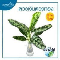 ราคา ตวงเงินตวงทอง (จำนวน 1 ต้น) สามารถเลี้ยงน้ำได้ Aglaonema ต้นไม้มงคล ต้นไม้ฟอกอากาศ ต้นไม้ plant (22834535491)