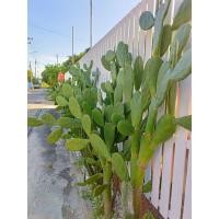 ราคา โอพันเทีย opuntia กระบองเพชร ใบเสมา หูกระต่าย มิกกี้เม้า กระบองเพชรใบเสมา มีรากทุกต้น cactus (8161317472)