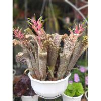 ราคา หน่อสับปะรดสี Billbergia.Hana Hou( ขายแยกหน่อ) (12997497956)