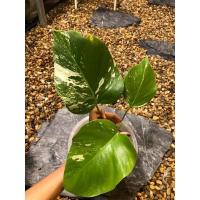 ราคา monstera albo มอนสเตอร่าด่าง ด่างสวยมากกก (8268127174)