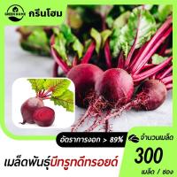 ราคา 300 เมล็ด เมล็ดพันธุ์บีทรูท ดีทรอยด์ ปลูกง่าย โตเร็ว เหมาะปลูกที่บ้าน ทำได้ทั้งน้ำบีทรูท สลัด ซุป (46552151767)