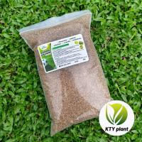 ราคา เมล็ดเทียบหญ้ามาเลเซีย 1 กิโลกรัม หญ้ามาเลเซียหญ้าสนาม (27388289655)