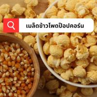 ราคา เมล็ดข้าวโพดป๊อปคอร์น 30เมล็ด สายพันธุ์แท้ นำเข้า ให้ผลผลิตสูง ฝักใหญ่ ปลูกได้ทุกฤดูกาล (22388174811)