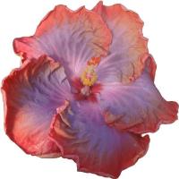 ราคา 25 เมล็ด ดอกชบา ฮาวาย Hibiscus Seeds สายพันธุ์ Creole Lady Cajun Hibiscus (43030368633)