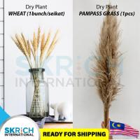 ราคา Pampas Grass / ข้าวสาลีพืชแห้ง Deco Pokok Hiasan Natural (29607463855)