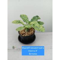 ราคา ต้นมะพร้าวทะเลทรายใบกลมด่าง ต้นดอรส์ทีเนียใบกลมด่าง Dorstenia Plant กระถาง 3"มีจานรอง เป็นไม้อวบน้ำ ฟอร์มน่ารัก มีโขด (27874395393)