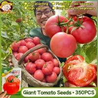 ราคา 350เมล็ด/แพ็ค เมล็ดพันธุ์ มะเขือเทศ มะเขือเทศยักษ์ Giant Tomato Seeds Organic Big Tomato Seeds Vegetable (41328068853)