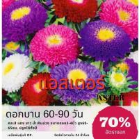ราคา เมล็ดพันธุ์ ดอกแอสเตอร์ 250 เมล็ด Aster แอสเตอร์ (ซื้อ 10 แถม 1 คละอย่างได้) (3123473333)