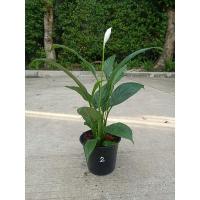 ราคา เดหลีแคระ (Peace Lily) กอแน่นๆ (4884509808)
