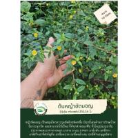 ราคา ต้นสมุนไพรหญ้าขัดมอญ (21257374064)