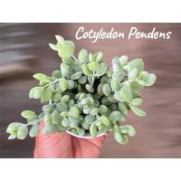 ราคา Cotyledon Pendens (ต้นกระดิ่งนางฟ้า) #succulent ไม้อวบน้ำ กุหลาบหิน กระถาง 3 นิ้ว (41468016067)