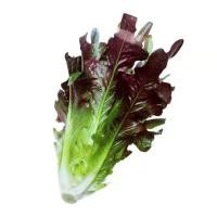 ราคา เมล็ดพันธุ์ผัก ผักสลัดเรดโอ๊ค ( Red Oak Lettuce )100เมล็ด (28908745215)