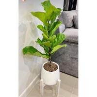 ราคา ไทรใบสักแคระใบใหญ่ Fiddle Fig #ไทรใบสัก #FiddleFig #ไม้ฟอกอากาศ พร้อมส่ง (20410997882)