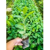 ราคา ต้นกล้ากาแฟอาราบิก้า คาติมอร์ 39 บาท โรบัสต้า 24 บาท (7120950585)