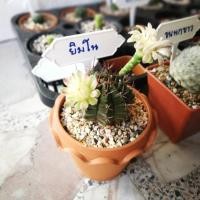 ราคา กระบองเพชร แคคตัสยิมโน (992280978)