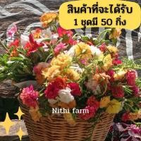 ราคา ดอกคุณนายตื่นสายแพรเซี่ยงไฮ้3กิ่ง1บาท ราคาส่งถูกสุด (20228219176)