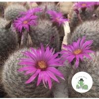 ราคา A Little cactus| แคคตัส กระบองเพชร แมมลูกแมว (20200683277)
