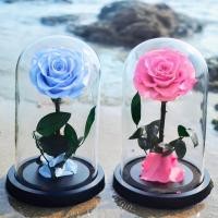ราคา ‼️ซื้อใน live ลด 20%‼️ Preserved Rose Flower ดอกกุหลาบอมตะในโหลแก้ว สวยสดนาน5ปี กุหลาบสีชมพู ดอกกุหลาบสีฟ้า (22416009375)