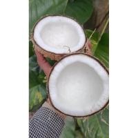 ราคา 1x husked coconut for making coconut milk, High-quality mature coconuts, Delicious and creamy coconut (29477129082)