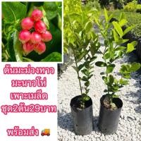 ราคา ต้นมะม่วงหาวมะนาวโห่ เพาะเมล็ด ชุด2ต้น29บาท คัดสวยๆ ต้นสัมบูรณ์แข็งแรงมาก รากแม่น พร้อมปลูก ผลเปรี้ยวส่ะใจ กรอบ (56353768539)
