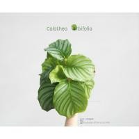 ราคา คล้าใบตอง Calathea Orbifolia (3145906428)