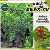 ราคา ต้นเชอรี่ไทย หรือ เชอรี่หวาน (29618954552)