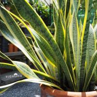 ราคา PLANTS (SANSEVIERIA l ต้นลิ้นมังกรด่าง) (2066195233)