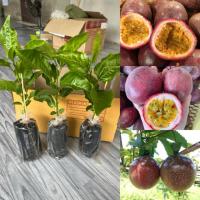 ราคา เสาวรสไทนุชหรือเสาวรสสีม่วง 1ชุด3ต้น (25312406036)