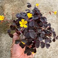 ราคา ออกซาลิส /Oxalis Spiralis Vulcanicola (15079231136)