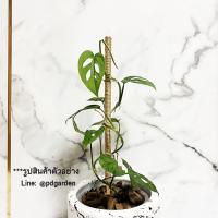 ราคา ️MONSTERA ACUMINATA️ มอนสเตอร่า อคูมินาต้า ไม้ฟอกอากาศ (10241480977)