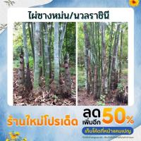 ราคา ไผ่ซางหม่น ซางนวลราชินี ไผ่ใช้ลำ ลำโต 3-5 นิ้ว ยาว 10 เมตร (21210690680)