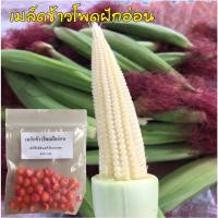 ราคา ข้าวโพดอ่อน เมล็ดพันธ์ข้าวโพดอ่อน ข้าวโพดหวาน (13538117342)