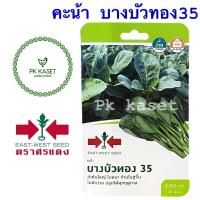 ราคา เมล็ดคะน้า บางบัวทอง 35 ศรแดง ซองแข็ง 4,000 เมล็ด ผักสวนครัว (6860653279)
